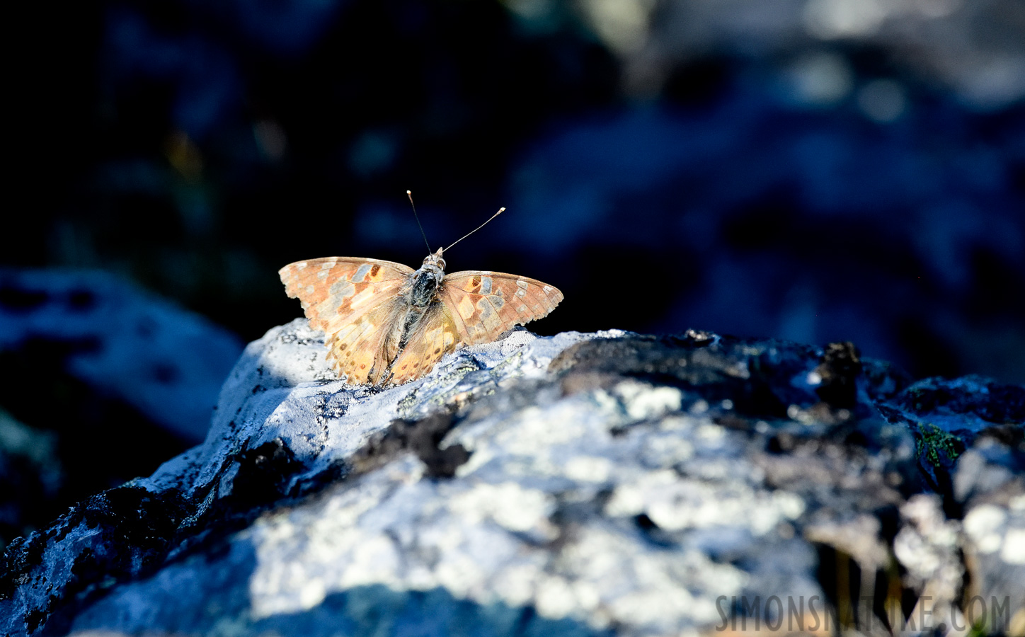 [400 mm, 1/2500 Sek. bei f / 7.1, ISO 1600]